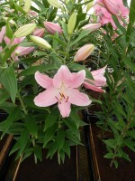 [4301 Free World VH No01.JPG]